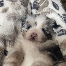 Toy Australian Shepherd Puppies from MN Pomme De Terre Aussies