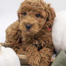 Assorted Doodle Crosses, Bernedoodle, Double Doodle, Goldendoodle, Labradoodle, and Whoodle Puppies from Our Little Farm Life Doodles