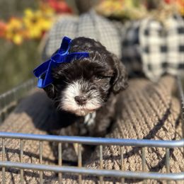 Clarice - Brown and white female Cockapoo puppy in Rolla, Missouri from Diamond K