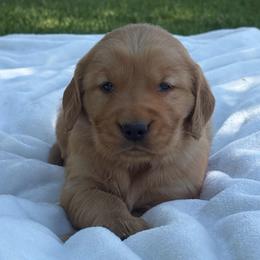 Pink Girl - Dark golden female Golden Retriever puppy in Utah from Deseret Peak Goldens