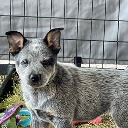 Australian Cattle Dog Puppies from Tin Roof Australian Cattle Dogs