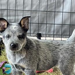 Australian Cattle Dog Puppies from Tin Roof Australian Cattle Dogs