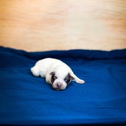 Yellow collar - Red speckled male Australian Cattle Dog puppy in Spokane, Washington from 4D Cattle Dogs