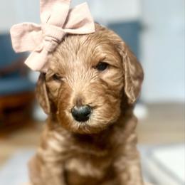 Olive - Red  female Goldendoodle puppy in S AI Nt John, Indiana from Lulu's Goldendoodles