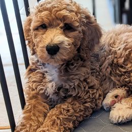 Aussiedoodle, Cavapoo, and Poodle Puppies from Robin's Nest Farm