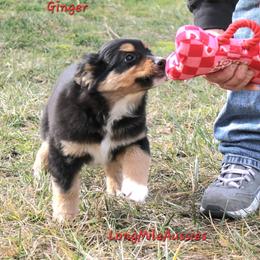 Ginger BTF6 - female Miniature American Shepherd puppy in Elgin, Oregon from LongMile Aussies