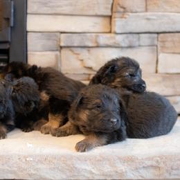 Australian Shepherds, German Shepherds, and Miniature Australian Shepherds from Dry Creek Puppies, LLC