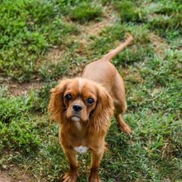 Ruby - Cavalier King Charles Spaniel