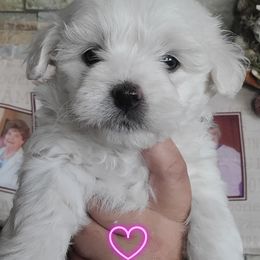 Coton de Tulear Puppies from Classy Cotons