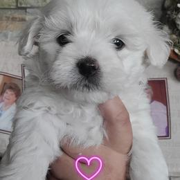 Coton de Tulear Puppies from Classy Cotons