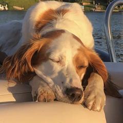 Tess - English Setter