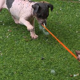 Crypton - White and red male American Hairless Terrier puppy in Claremont, New Hampshire from Melanie Bell
