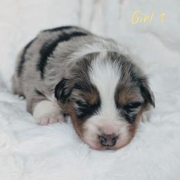 Girl 1 Yellow - Blue merle female Australian Shepherd puppy in Yakima, Washington from Naches Heights Ranch