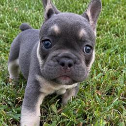 Minnie - Blue female French Bulldog puppy in Chesnee, South Carolina from Michael & Raisa