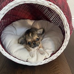 Chihuahua puppies from Tiny Diiamond Chihuahua