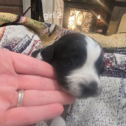 Belle (girl 2) - Black tri-color female Australian Shepherd puppy in Puryear, Tennessee from Double G Ranch