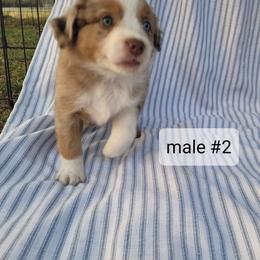 Duncan - Red merle male Miniature Australian Shepherd puppy in Independence, Kansas from Rutland Aussies