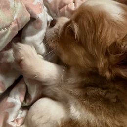 Chihuahuas from Funnyface Frenchies & Long Haired Chihuahuas