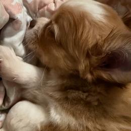 Chihuahuas from Funnyface Frenchies & Long Haired Chihuahuas