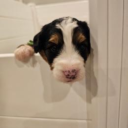 Green collar - Tri-color female Bernedoodle puppy in Shelby, North Carolina from Forever Grateful Doodles