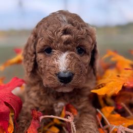 Annie - Red female Labradoodle puppy in English, Indiana from Doodle Darlings