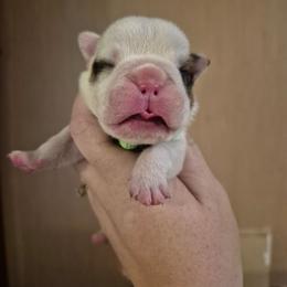 Lime green - Fawn and white male Bulldog puppy in Walhalla, South Carolina from Lowery's English Bulldogs