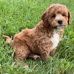 Yarrow - Red  male Goldendoodle puppy in De Pere, Wisconsin from Kinzor Kennels