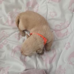 Orange Collar - Female - Wheaten female Scottish Terrier puppy in Eva, Alabama from Schulte's  Scottish Terriers