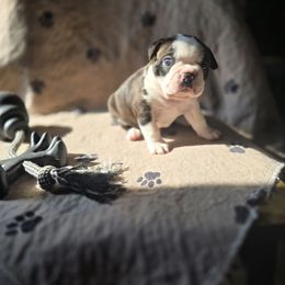 Bert - Black brindle and white male Boston Terrier puppy in Portland, Indiana from 8 Bar M Ranch LLC.