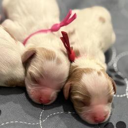 Girl 1 - female Cavalier King Charles Spaniel puppy in Pleasant Hill, Iowa from Harvest Creek