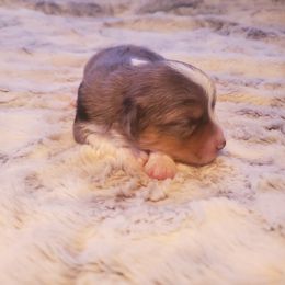 Miniature Australian Shepherd and Toy Australian Shepherd Puppies from Kinsley's Cuties & SouthPaw Creations