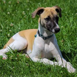 Freyr - White and red male Whippet puppy in Redmond, Oregon from Chappelle Whippets