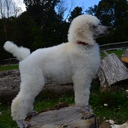 Poodle Puppies from D and D Standard Poodles