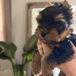 Luca - Black and tan male Yorkshire Terrier puppy in Parma Heights, Ohio from Yorkies of Ohio