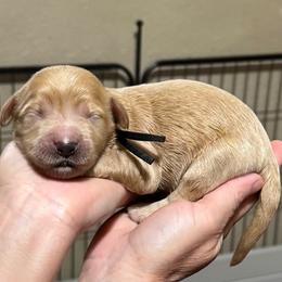 Charlie Brown (Black Collar) - Cream male Goldendoodle puppy in Bay City, Texas from Charming Doods