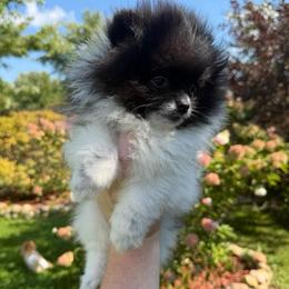 Leo - Black parti male Pomeranian puppy in Waterloo, Indiana from Garcias Pomeranian