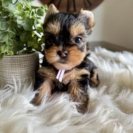 Yorkshire Terrier Puppies from Crystal Garden Yorkies