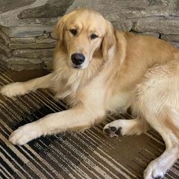Golden Retrievers from Fields of Dreams Retrievers