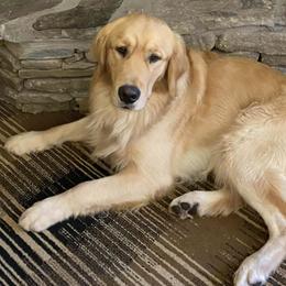 Golden Retrievers from Fields of Dreams Retrievers