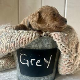 Grey - Cream male Goldendoodle puppy in Grand Blanc, Michigan from Perry Farm Doodles
