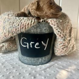 Grey - Cream male Goldendoodle puppy in Grand Blanc, Michigan from Perry Farm Doodles