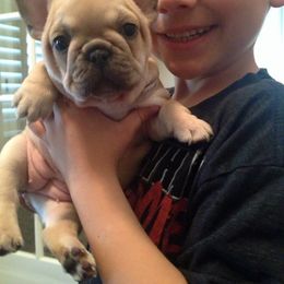 French Bulldog Puppies from Golden Oak Gypsy