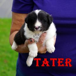 TATER - Black and white male Shetland Sheepdog puppy in Frazeysburg, Ohio from Mountain High Kennels