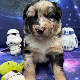 Vader - Blue merle male Australian Shepherd puppy in Tuftonboro, New Hampshire from Aussies Edge Farm