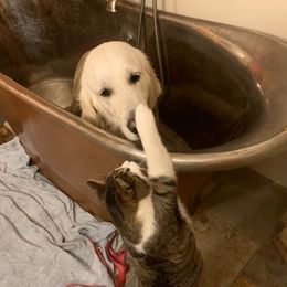 Golden Retrievers from Tranquility Farm