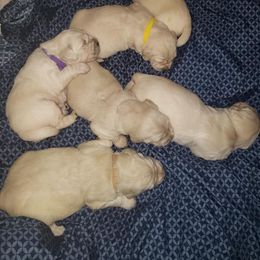 Golden Retriever Puppies from Spun Gold Golden Retrievers