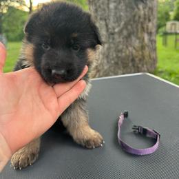 Miss Purple - Black and tan female German Shepherd puppy in Lawton, Michigan from Free Indeed Shepherds