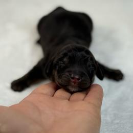 Zelda's Black - Black and cream male Dachshund puppy in Nashville, Arkansas from Whisenhunt Farms