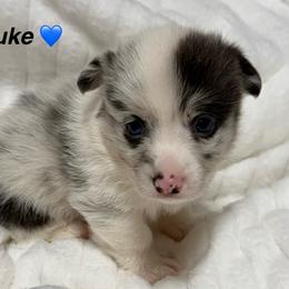 Luke - Blue merle and white male American Corgi puppy in Hico, Texas from Chisholm Trail Kennels