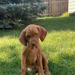 Orange - gunner - Red golden male Vizsla puppy in Brandon, South Dakota from Tallgrass Vizslas